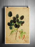 Blackberry vintage botanical art illustration, garden art, plant artwork