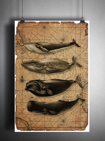 Whale art, vintage whale illustrations with vintage oceanic map background