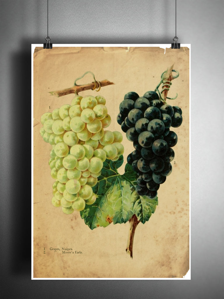 grape-art-red-and-white-grapes-old-botanical-illustration-nature-ar-loft-817 for Free Printable Pictures Of Grapes Grape art, red and white grapes, old botanical illustration, nature ar – Loft 817 for Free Printable Pictures Of Grapes