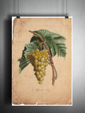 White Grape art, old botanical illustration, nature artwork print on dictionary page
