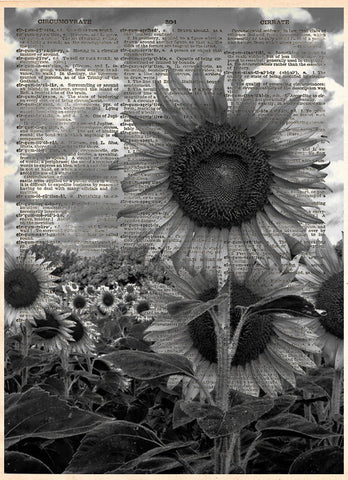 Black and white sunflower art, sunflower art print - 