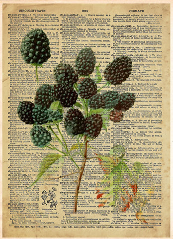 Blackberry vintage botanical art illustration, garden art, plant artwork