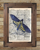 Insect illustration, death moth, butterfly art, dictionary art print -  - 2