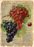 Red Grape art, old botanical illustration, nature artwork print on dictionary page