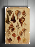 Sea shell art, beach house decor, vintage sea shell illustration