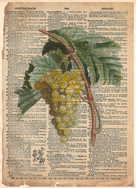 White Grape art, old botanical illustration, nature artwork print on dictionary page